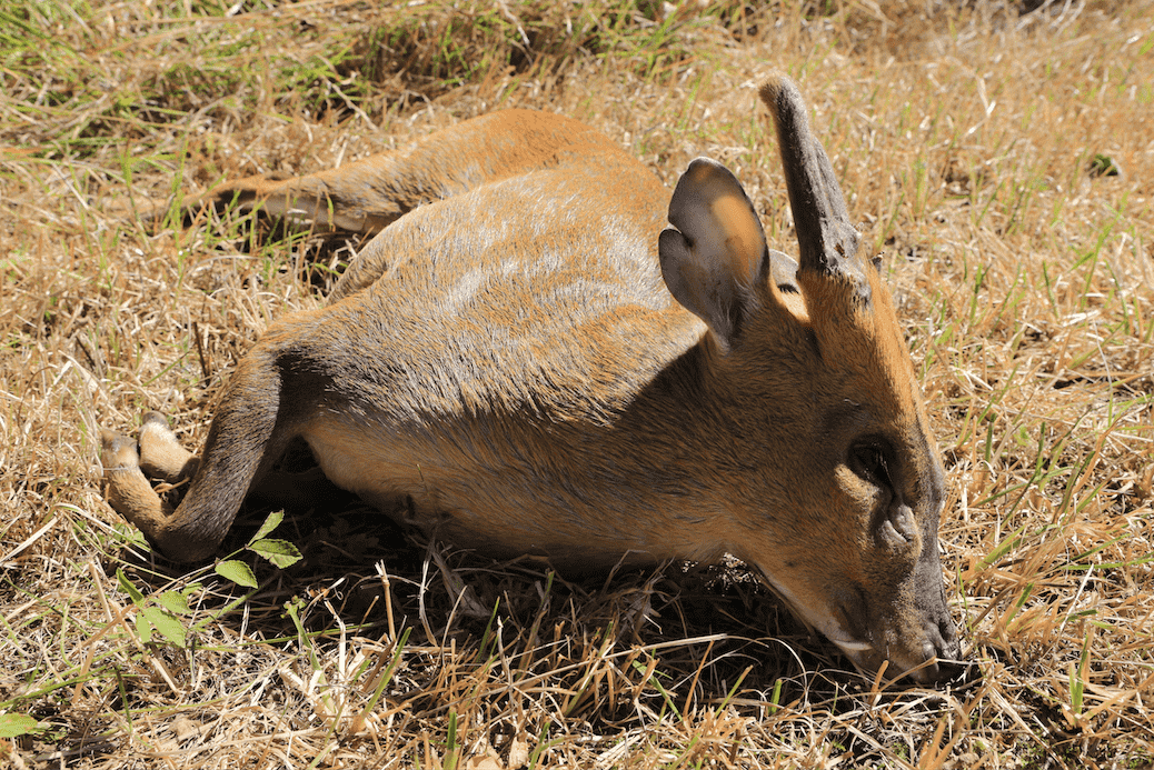 Jagt på muntjac