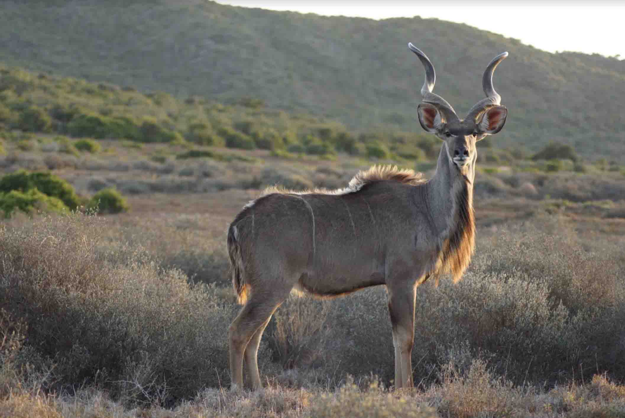 jagten på den sydafrikanske kudu