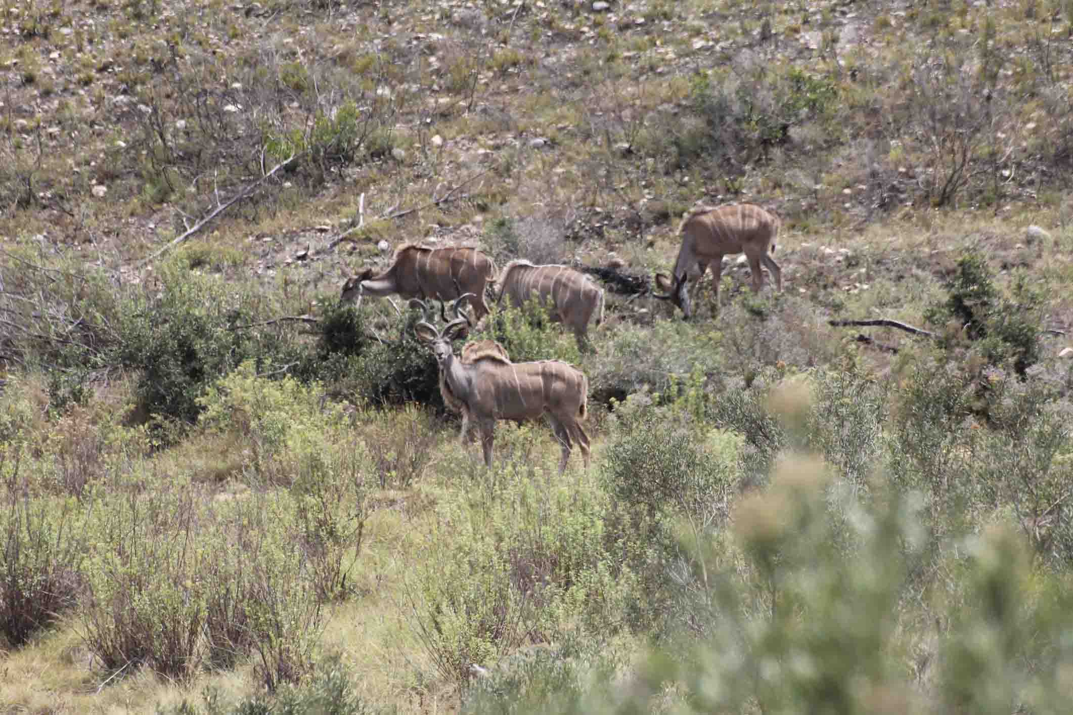 kudu jagt en intens bjergjagt