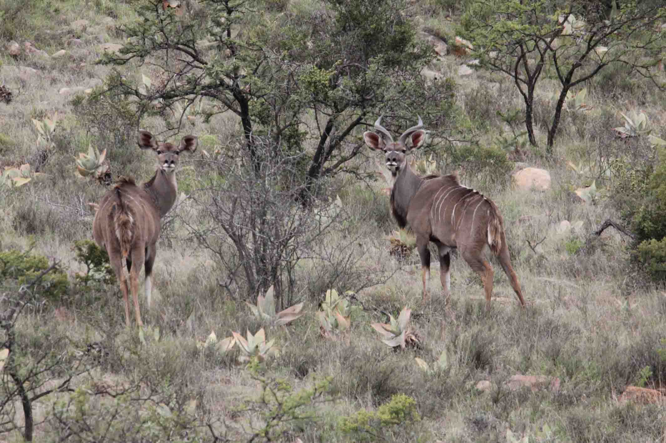 kudu jagt