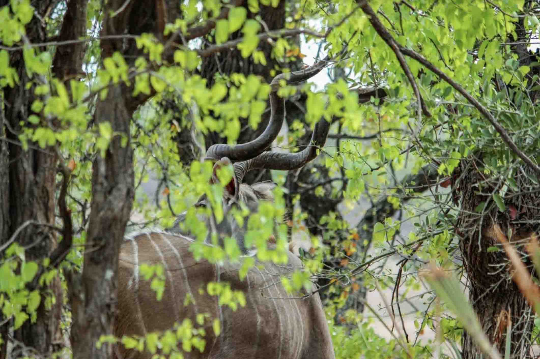 kudu spottet buskene